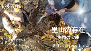 ⑮番外編  里山の昆虫や金魚\u0026白茶兄弟         #にわとり#癒し #動物#自給自足#田舎暮らし#かわいい