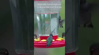 Adorable hummingbirds.นกฮัมมิ่งเบิร์ดตัวจิ๋วน่ารักน่าชม