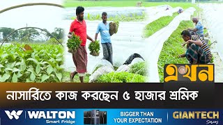 শাজাহানপুরে বছরে ৩০ কোটি টাকার সবজির চারা বেচাকেনা | Vegetable Plant | Bogura News | Ekhon TV