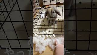 完全にやらかしたぽーさん #asmr #rabbit #토끼 #うさぎ #もぐもぐたいむ #完全にやらかした