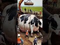 unstoppable team rescues pregnant cow from thick mud – inspiring video