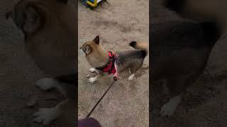 完璧なスライディングをする犬#shorts