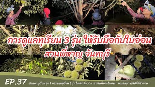 การดูแลทุเรียน 3 รุ่น ให้รับมือกับใบอ่อน สวนพี่หาญ จันทบุรี [EP.37]