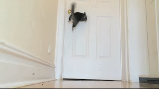 Epic Consecutive Chinchilla Jumps!