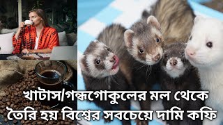 খাটাস/গন্ধগোকুলের মল থেকে তৈরি হয় বিশ্বের সবচেয়ে দামি কফি | most expensive coffee Luwak coffee