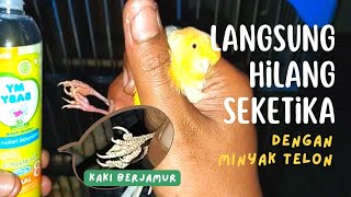 Cara Menghilangkan Kaki Burung Kenari Berjamur / Jamur Pada Kaki Burung Kenari