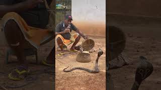 Omgeee what a Snake 🐍 cobra for entertainment in Sri Lanka 🇱🇰