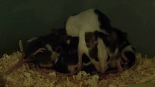 Farbmaus säugt Nachwuchs (Fancy mouse lactation)