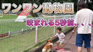 【2歳8ヵ月】ワンワン動物園で沢山の犬と触れ合ってきました。＃ワンワン動物園＃子供と犬