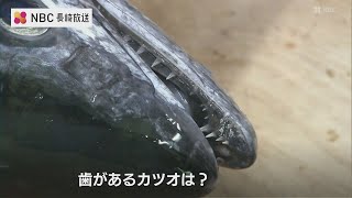 「歯があるカツオの名前は？」小学生が3枚おろしなど学ぶ水産教室　長崎県五島市