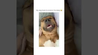 The dog snores like he works 9 5 job 😂 #shorts #funny #memes