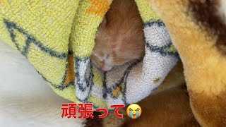 #子猫#保護猫 頑張れちゃちゃ丸…！【保護猫ちゃん】