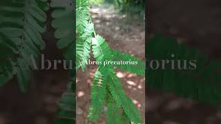 Abrus precatorius, a climber having medicinal values. #odisha #forest #mayurbhanj #conservation