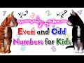 Even and Odd Numbers for Kids | 1st-2nd Grade | Noodle Kidz