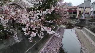 宝塚小浜宿の大堀川の桜