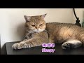 【英短猫】犯困的喵星人“amber” sleepy cat 英国短毛猫 金渐层 萌宠 宠物猫amber