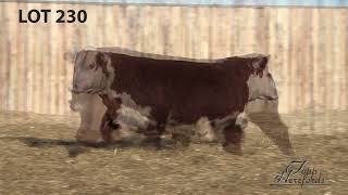 Topp Herefords Lot 230