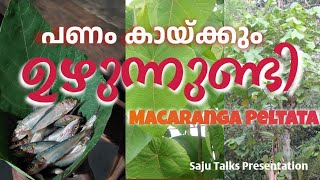 ഉഴുന്നുണ്ടി ( വട്ട മരം) Macaranga Peltata