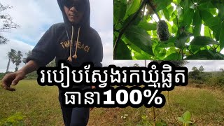 How to find are small bee/របៀបស្វែងរកឃ្មុំផ្លិតធានា១០០%#honey #honeyhunting #hunting