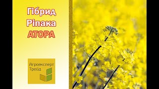 Озимий ріпак Атора 🌾, опис гібрида 🌾 - насіння в Україні