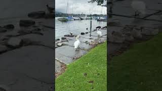 Lake Zurich  Цюрихское озеро Zürichsee אגם ציריך Lago de Zúrich Lago di Zurigo Il-Lag Zuric #shorts