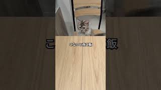 夜ご飯をどうしても一緒に食べたい猫 #こなつ#サイベリアン #サイベリアン大好き #猫のいる暮らし #cat #猫好きさんと繋がりたい #ねこ