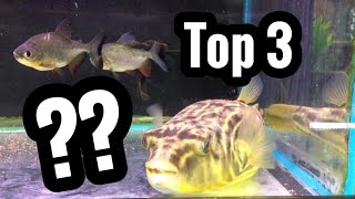 Top 3 Fahaka Puffer Tank Mates