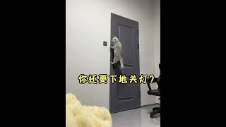 你家的猫咪会关灯不？#catsoftiktok #tiktok #catvideo #yun #foryoupage #萌宠出道计划 #猫咪 #上热门要流量