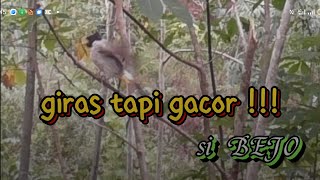 perdana dirantingkan si BEJO calon pikat dari tua hutan