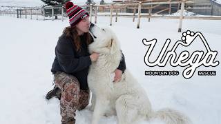 Meet the Adoptable Dogs at Unega Mountain Dog Rescue | Bellevue, Idaho