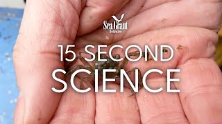 15-Second Science: Identifying Mitten Crabs