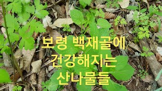 506편, 보령의 산나물 보고 백재골 다양한 나물들~