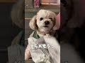 散歩中焼き芋屋さんの遭遇した犬【関西弁でしゃべる犬】a dog encountered by a sweet potato shop 568 焼き芋 犬の散歩 トイプードル shorts