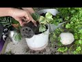 how to make a planter container planting combining plants in one pot