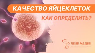 👉 Качество яйцеклеток - как определить?