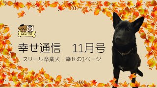 【幸せ通信2023/11月号】スリールの卒業犬たちから、幸せ報告届きました