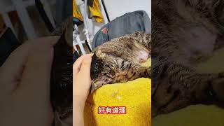 狸花猫为啥脑门锃亮？是盘出来的吗？狸花猫 猫咪也是有小情绪的 狸花猫油头 万物可爱计划 可爱在我家