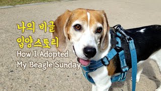 How I Adopted My Dog--Beagle Sunday (Abandoned and Rescued)