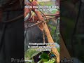 crested geckos love to explore crestedgecko geckos reptile animal cute educational