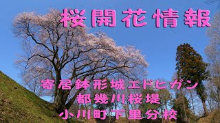 桜開花情報・寄居町鉢形城エドヒガン・都幾川桜堤・小川町下里分校　【3月24日】