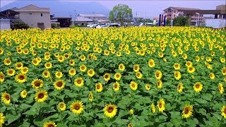 2018　6/26　ひまわりの里まんのう　まんのう町役場庁舎前　～香川県仲多度郡まんのう町～