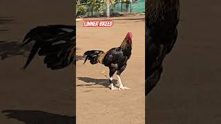 #RAVINDRA gari punjulu top quality breed available #pandem #rooster #topquality #chickenbreed #top