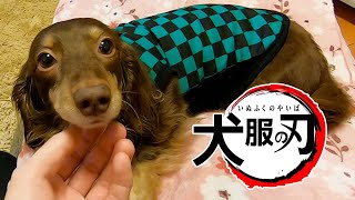 【鬼滅の刃】竈門炭治郎の犬服を作ってみた【DIY】