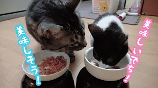 朝ご飯準備から撮影。猫達の反応撮影してみたら、、、まさかのハプニングで飼い主ビックリｗ