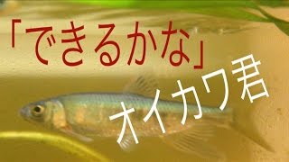 ビッグベイト 自作①削り出し【Wooden Swimbaits】【Lure making】【自作ルアー】【手作りルアー】【バルサルアー】【ジョイントルアー】