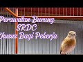 Perawatan Burung SRDC Khusus Pekerja Agar Tetap Gacor #perawatanburung #srdc #gacor