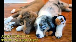 【犬 感動 話】盲目の友の目の変わりになった犬【涙腺崩壊】