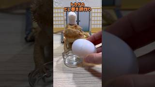 トカゲに邪魔されクッキング　〜だし巻き卵編〜