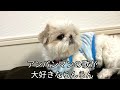 【シーズー×ペキニーズ】歌う犬！らんらんの歌とアンパンマンの歌！｜犬vlog