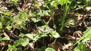 ヒメギフチョウ Luehdorfia puziloi 早坂高原 2019/05/19 Hayasakakougen Iwate, Butterfly of Japan